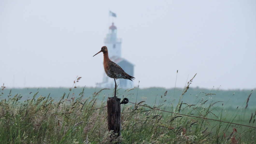 Marken